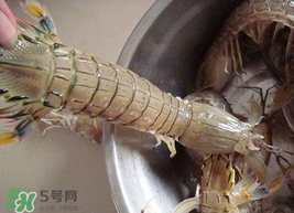 皮皮虾可以放冰箱吗?,虾皮能放冰箱里吗 皮皮虾可以放冰箱吗?,虾皮能放冰箱里吗