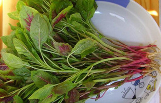 汗菜不能和什么一起吃?汗菜不能同什么一起吃,汗菜不能和什么一起吃吗