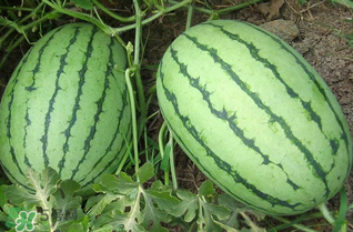 缅甸西瓜什么时候上市,西瓜什么时候上市