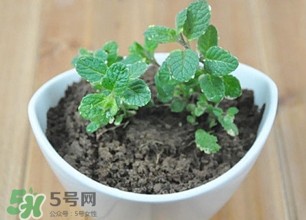 怎么养薄荷盆栽,薄荷怎么养才能长得好