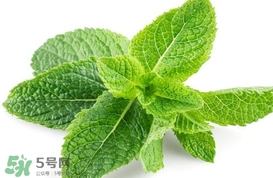 薄荷叶在哪儿买,薄荷叶在哪里买