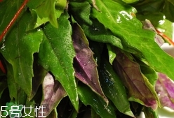 红背菜孕妇能不能吃,紫背菜孕妇可以吃吗