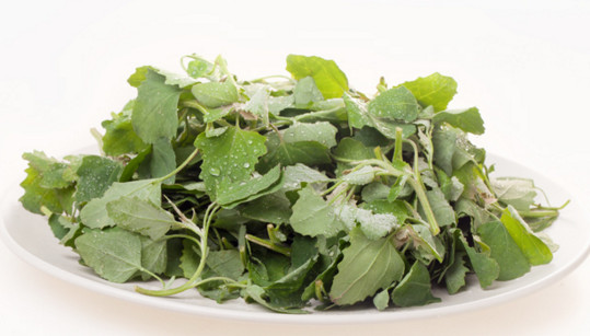 什么样的灰灰菜不能吃,灰灰菜可以吃吗 什么样的灰灰菜不能吃,灰灰菜可以吃吗