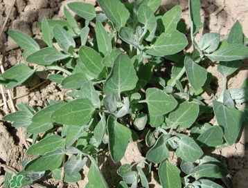 灰灰菜能吃吗,灰灰菜能吃吗有何营养 灰灰菜能吃吗,灰灰菜能吃吗有何营养