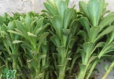 救心菜又叫什么菜,救心菜和养心菜的区别