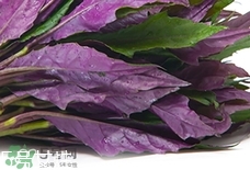 血皮菜致癌是真的吗,血皮菜到底有没有毒