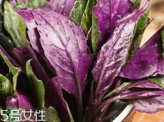吃血皮菜的好处是什么,血皮菜的功效和禁忌什么人不能吃