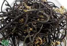 蕨菜不能和什么东西一起吃,蕨菜不可以和什么一起吃