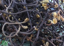 干蕨菜的功效作用及危害,蕨菜干的做法大全家常菜