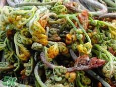 蕨菜干怎么做,蕨菜干怎么做好吃图片 蕨菜干怎么做,蕨菜干怎么做好吃图片