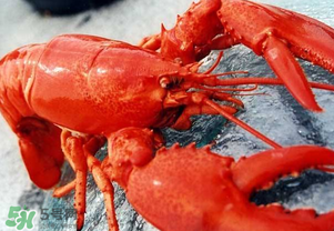 龙虾怎么存放活的时间长,龙虾怎么保鲜存放