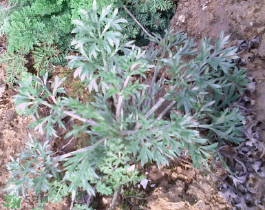 吃白蒿的禁忌,白蒿的功效和作用禁忌