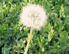 蒲公英能加冰糖泡水喝吗,蒲公英加冰糖泡水喝的功效和作用