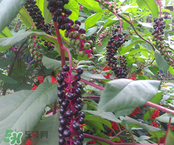 商陆怎么吃,商陆食用方法 商陆怎么吃,商陆食用方法