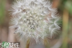 黄花地丁的功效和作用及禁忌,紫花地丁可以泡水喝吗