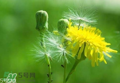 黄花地丁的功效和作用及禁忌,紫花地丁和黄花地丁能一起用吗