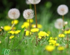 黄花地丁和蒲公英的区别,黄花地丁的图片