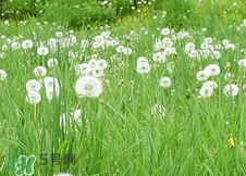 蒲公英能和金银花一起泡水喝吗,金银花和蒲公英能一起泡水喝的功效