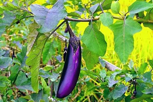 秋天的茄子可以吃吗有没有毒,秋天的茄子可以吃吗