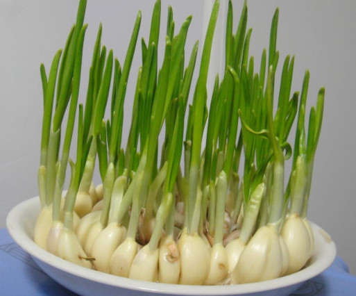 炒熟的蒜苗是发物吗,蒜苗是发物吗可以吃吗