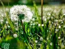 蒲公英能和玫瑰花泡水喝吗,蒲公英和玫瑰花泡水喝的功效和禁忌