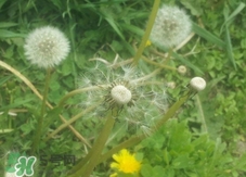 蒲公英可以和红枣一起泡水喝吗有什么作用,蒲公英能加红枣泡水