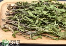 干蒲公英泡水喝有什么好处和坏处,新鲜蒲公英泡水喝的功效