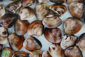 花甲和文蛤的区别,花甲和文蛤的区别图片