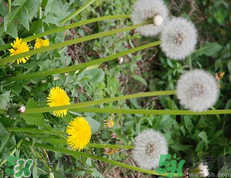 蒲公英泡水喝有什么副作用和功效,请问蒲公英泡水喝有什么效果