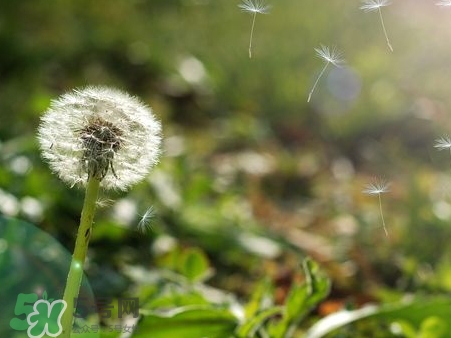 蒲公英泡水一天喝几杯合适,蒲公英泡水一个星期喝几次
