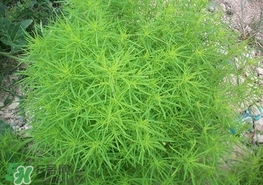 扫帚菜怎么吃好吃,扫帚菜怎么吃好吃馅做法大全