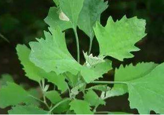 灰菜能生吃吗?,灰菜可以吃吗 灰菜能生吃吗?,灰菜可以吃吗