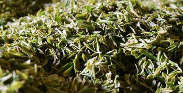 东白春芽的功效,白芽是什么中药