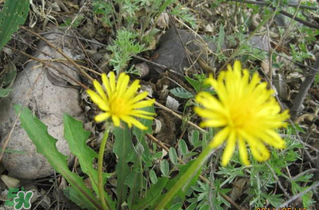 婆婆丁和枸杞一起泡水喝可以吗,婆婆丁和枸杞子在一起喝有什么好处