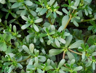 马齿苋可以治疗前列腺炎吗,马齿苋对前列腺炎治疗效果怎么样