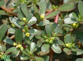 马齿苋能治荨麻疹吗应该怎么治疗法,马齿苋治荨麻疹的偏方