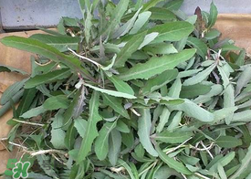 曲曲菜的功效和禁忌,曲曲菜的副作用