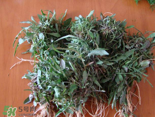 苦菜和曲曲菜的区别,曲麻菜和苦菜是一个吗