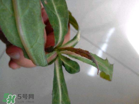 曲曲菜和蒲公英的区别,曲麻菜和蒲公英功效