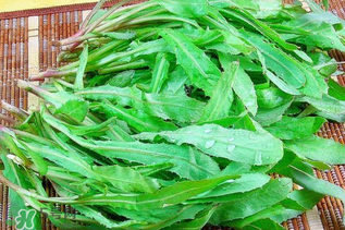 什么人不适合吃曲曲菜,曲曲菜的功效和禁忌