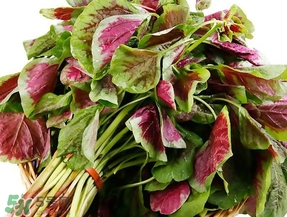 苋菜怎么摘菜,苋菜怎么摘