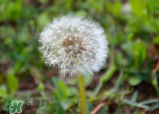 婆婆丁属于寒性吗?,婆婆丁是凉性还是热性