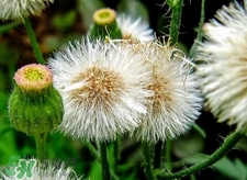 婆婆丁是不是蒲公英,蒲公英是婆婆丁吗 蒲公英和婆婆丁的区别