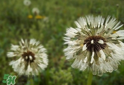 婆婆丁的用处,婆婆丁有什么功效 婆婆丁的用处,婆婆丁有什么功效