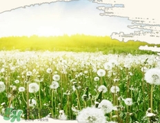 婆婆丁的副作用,婆婆丁吃多了有副作用吗