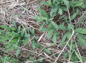 曲曲菜是什么菜,曲曲菜图片大全 曲曲菜是什么菜,曲曲菜图片大全