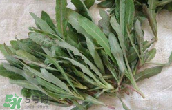 曲曲菜什么时候不能吃,曲曲菜孕妇能吃吗