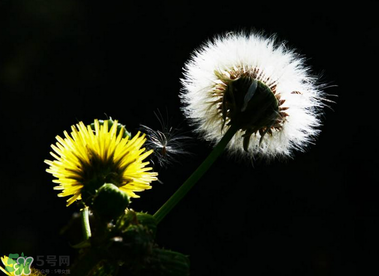 婆婆丁对糖尿病有疗效吗,婆婆丁糖尿病人能喝吗