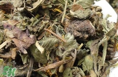 晒干的婆婆丁怎么吃,婆婆丁怎么晒干存放?有什么作用? 晒干的婆婆丁怎么吃,婆婆丁怎么晒干存放?有什么作用?