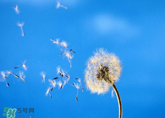 婆婆丁能治乳腺增生乳腺结节吗,乳腺增生喝婆婆丁水管事吗 婆婆丁能治乳腺增生乳腺结节吗,乳腺增生喝婆婆丁水管事吗